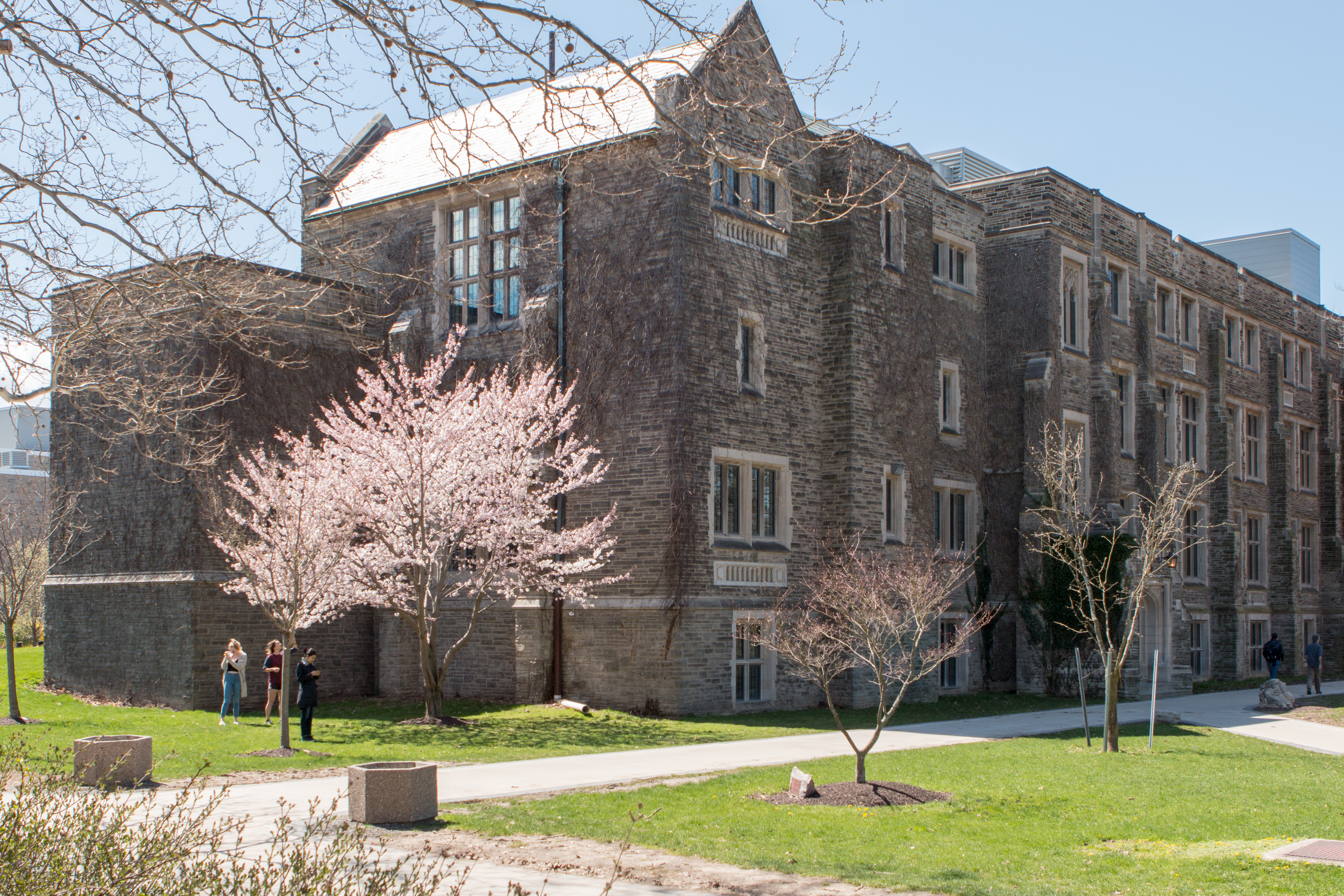 A cherry blossom tree in front of the side of Hamilton Hall at McMaster University.