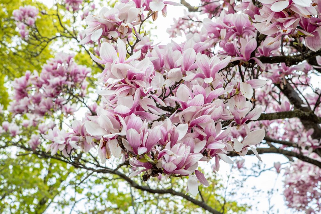 A branch of a magnolia tree that is blooming pink flowers.