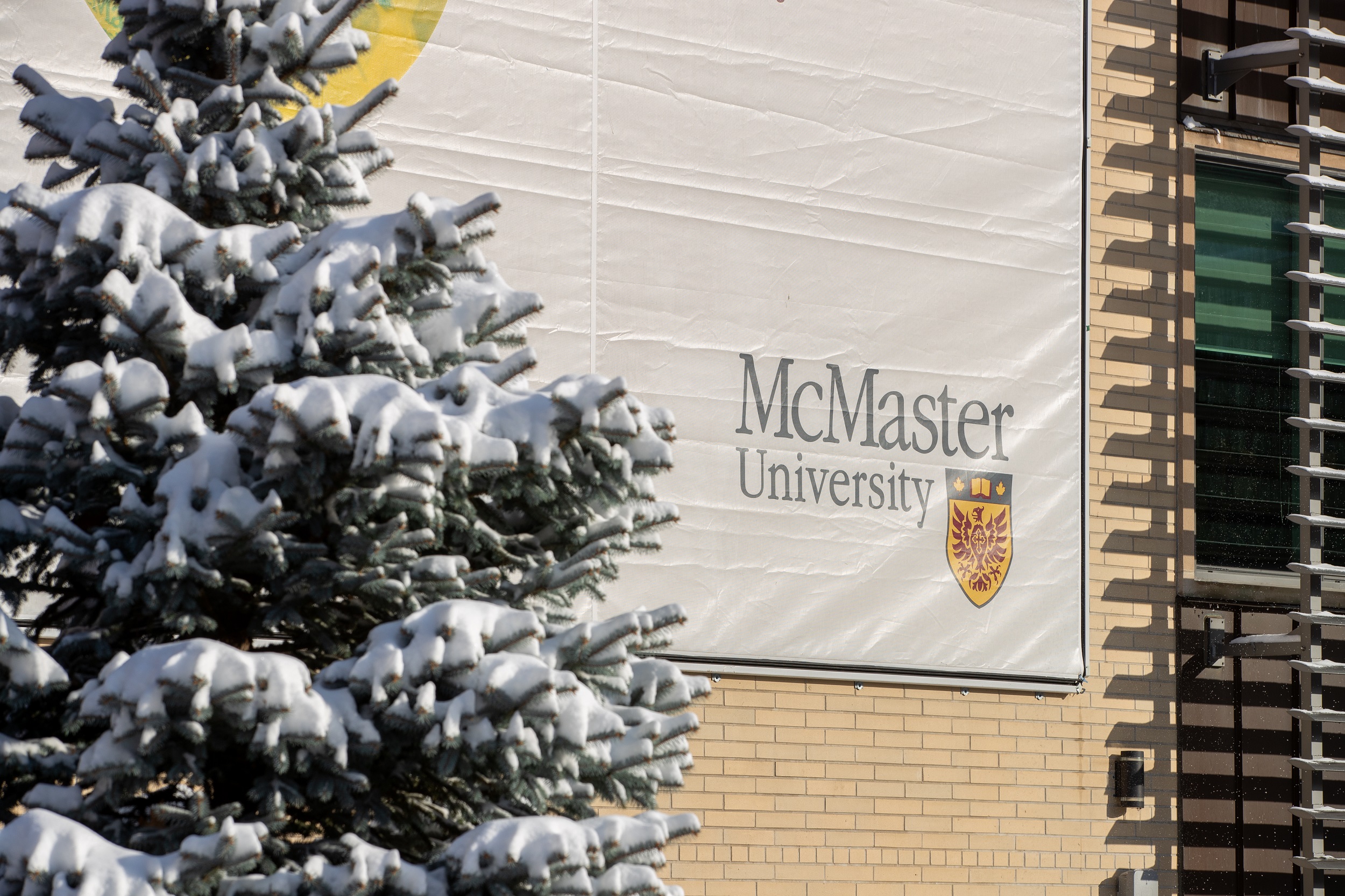 McMaster logo on building with an evergreen tree with snow on it's branch