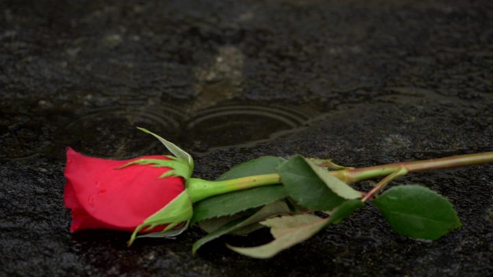 red rose with stem on a rock